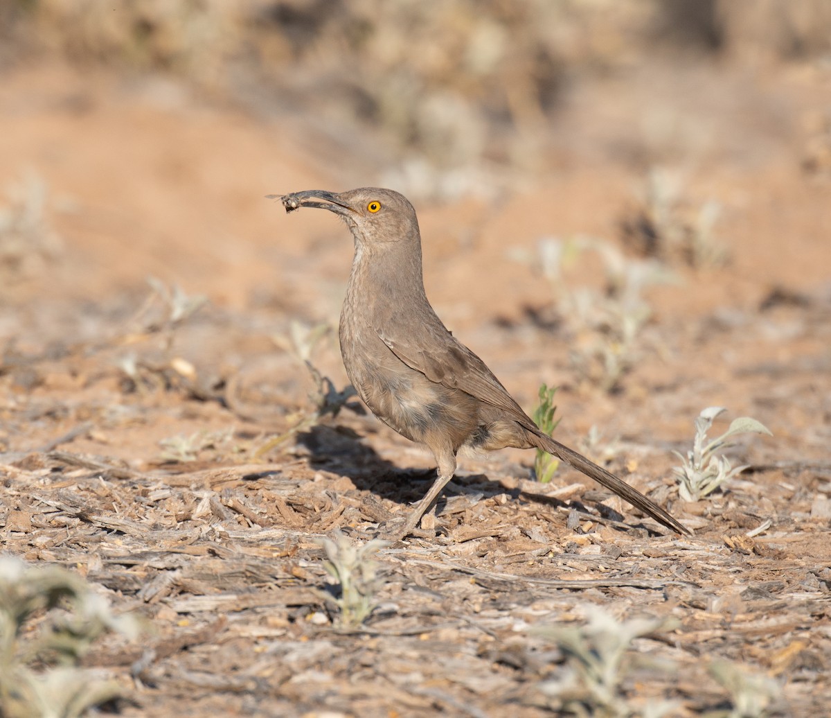 Curve-billed Thrasher (palmeri Group) - Timothy Marquardt