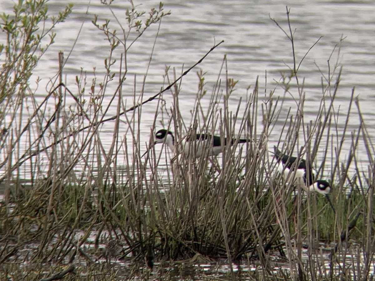 Black-necked Stilt - ML442206121
