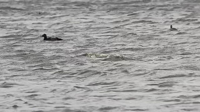 White-winged Scoter - ML442206861