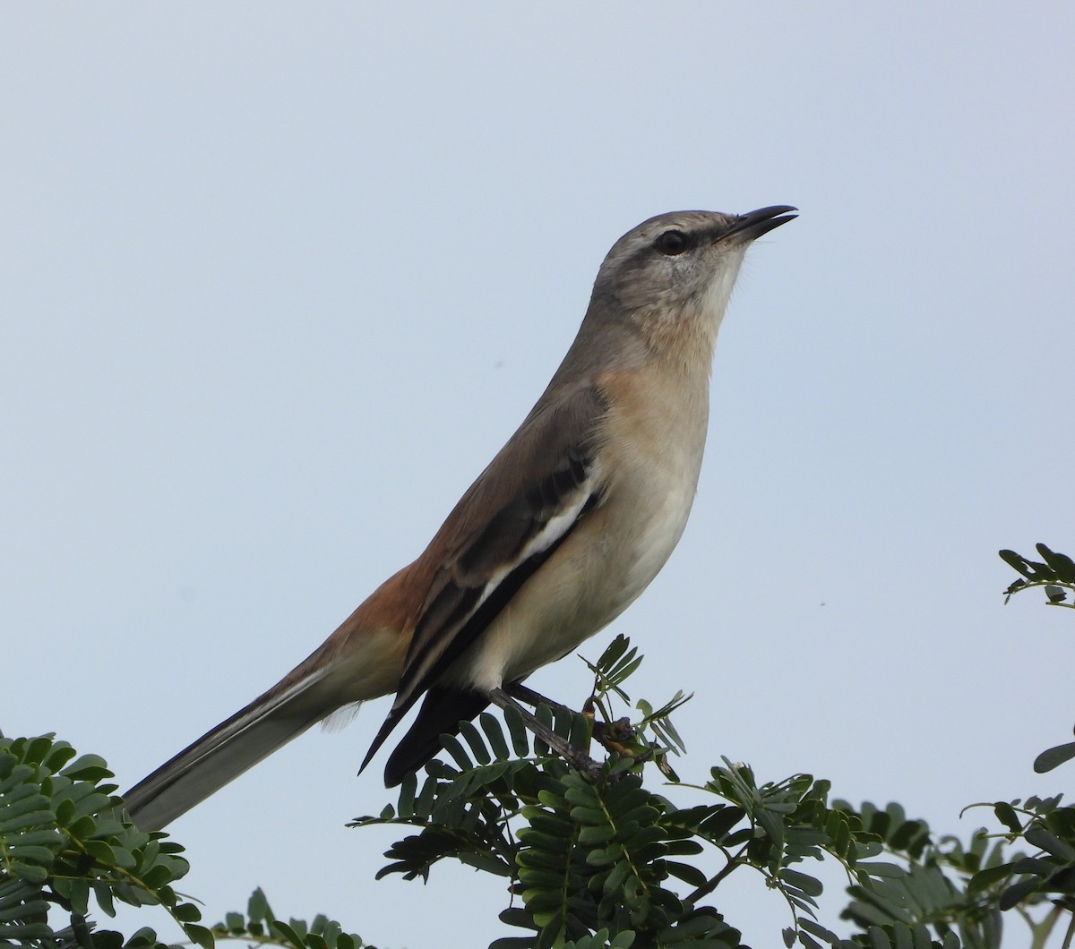 White-banded Mockingbird - ML442206951