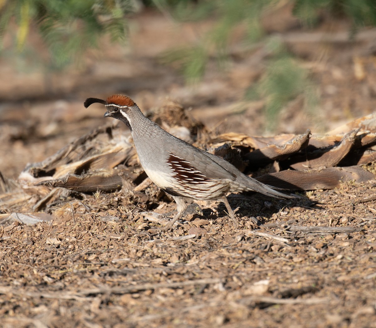 Gambel's Quail - ML442206981