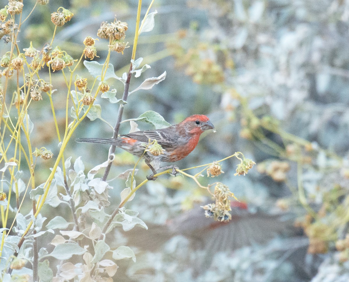 House Finch - ML442208341