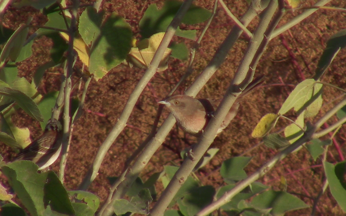 Freckle-breasted Thornbird - ML442208731