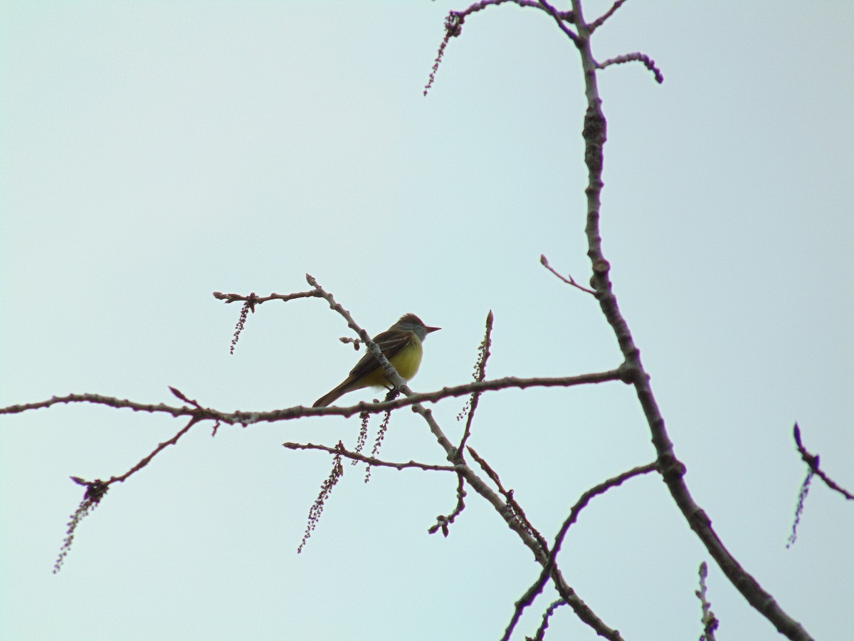 Great Crested Flycatcher - ML442210041