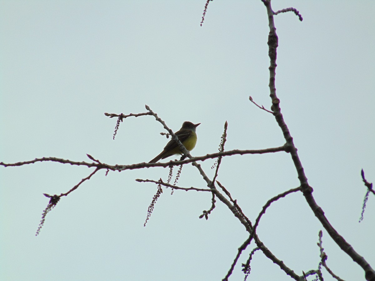 Great Crested Flycatcher - Adam Benner