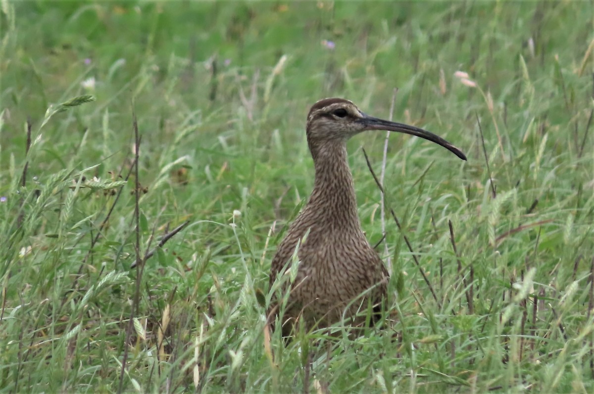 Whimbrel - Kathy Springer