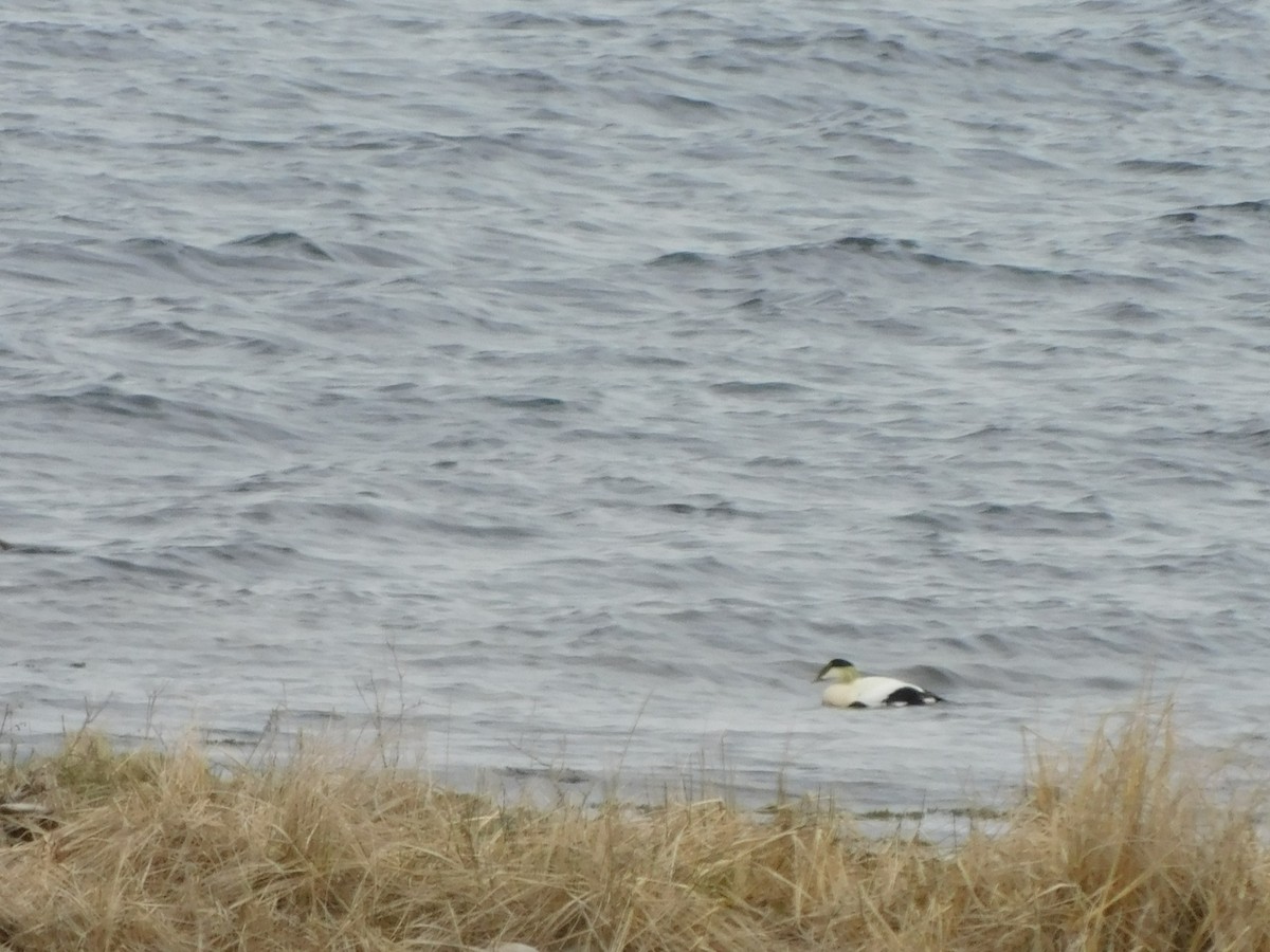 Common Eider - ML442210891