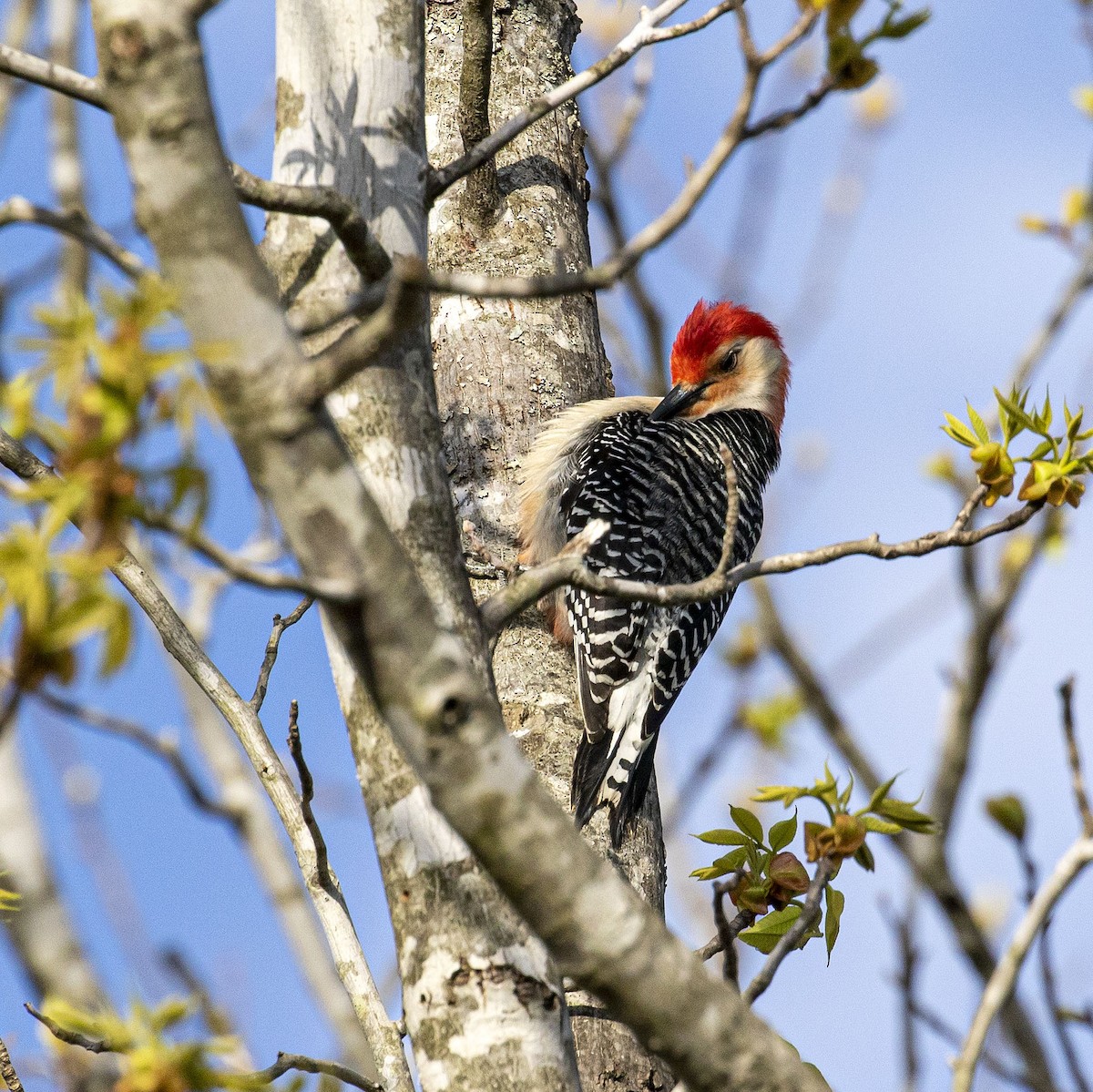 Red-bellied Woodpecker - ML442212271