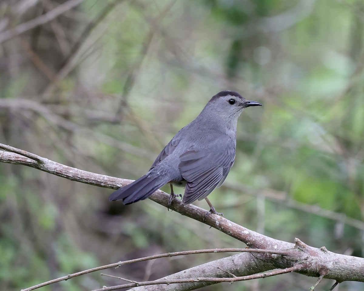 Gray Catbird - ML442213811