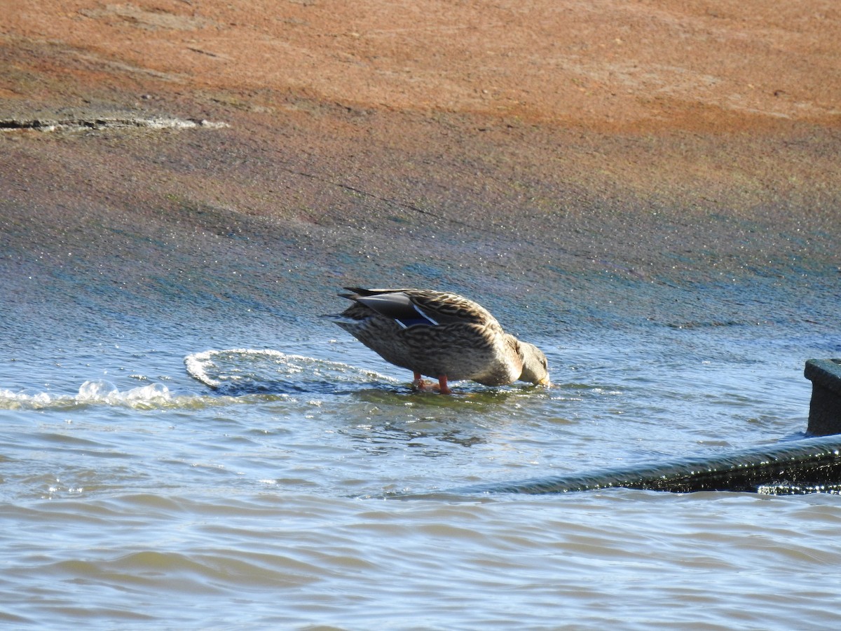 Canard colvert - ML44221391