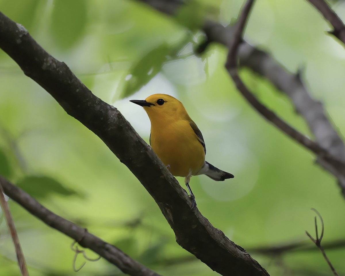 Prothonotary Warbler - ML442214001