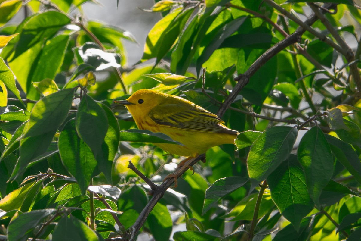 Yellow Warbler - Jerry Ling
