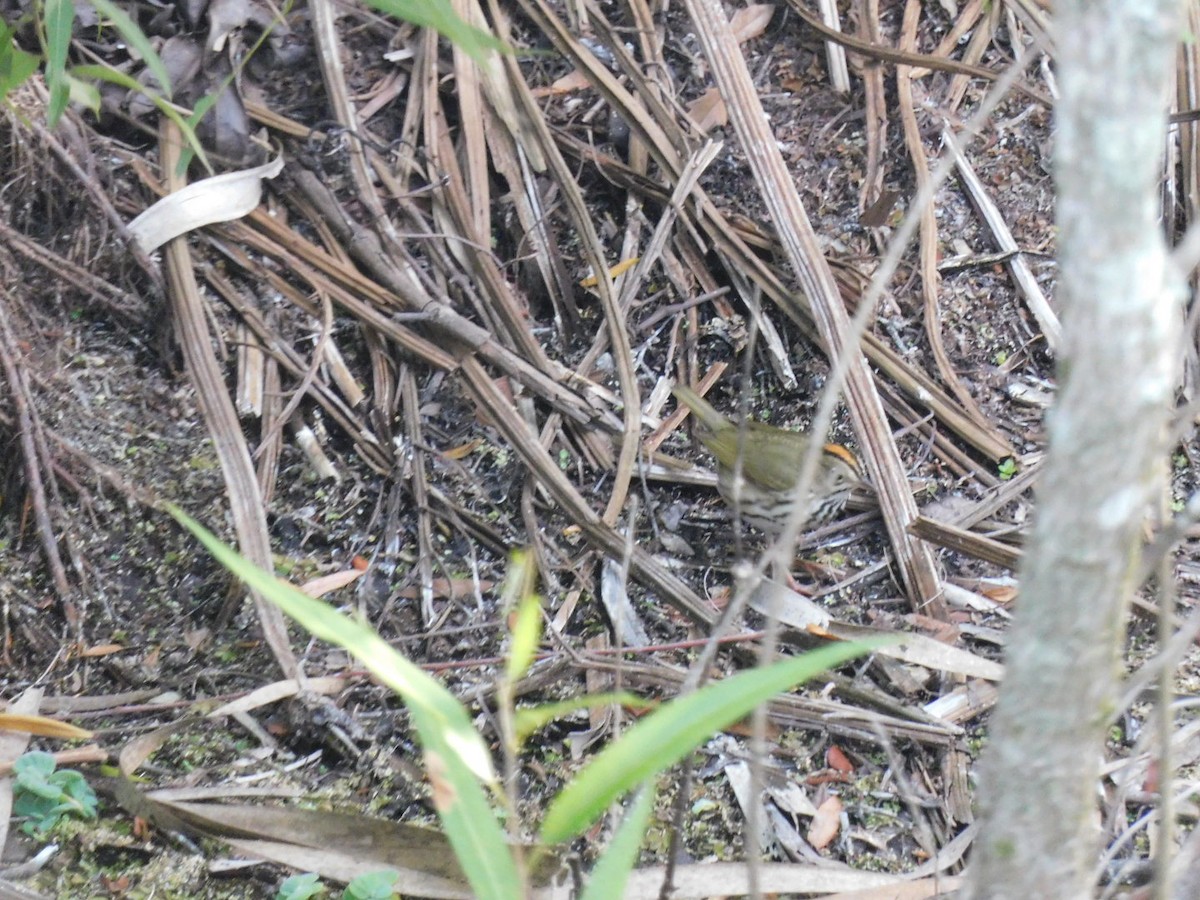 Ovenbird - Bailey Cleveland