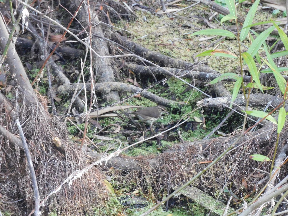 Northern Waterthrush - Bailey Cleveland