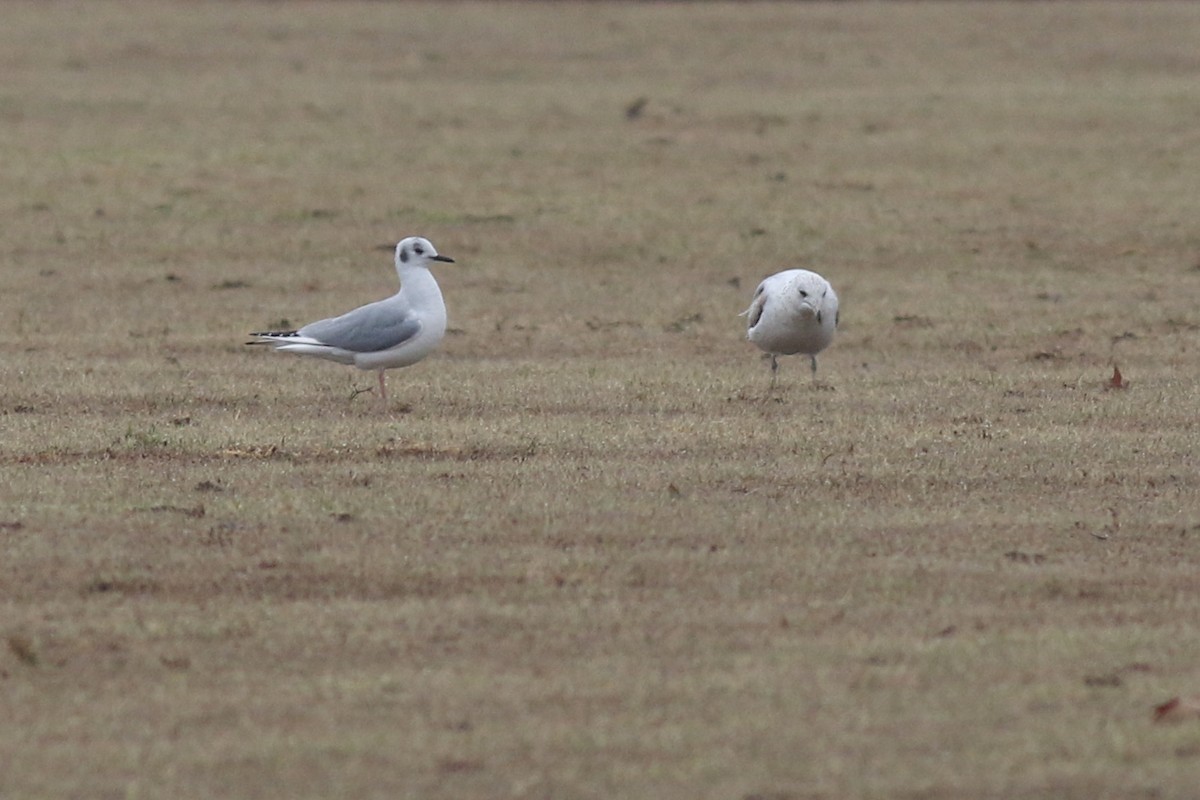 Bonaparte's Gull - ML442216781