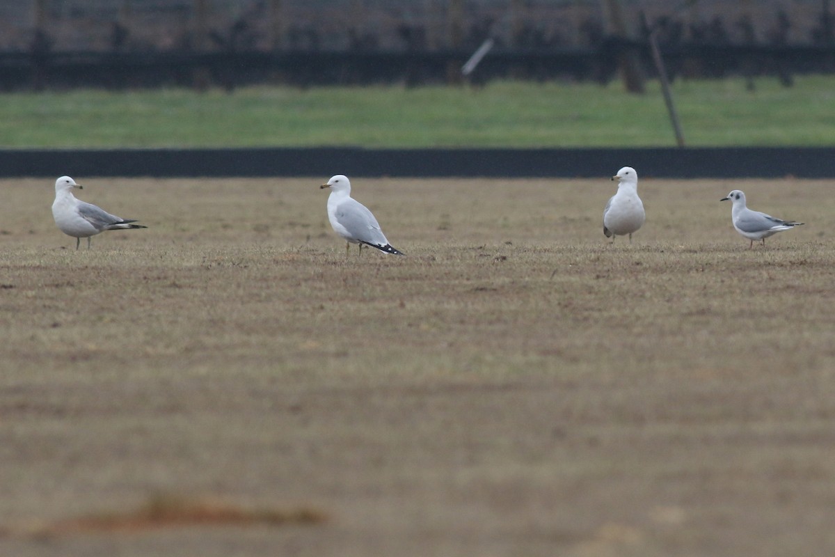 Ring-billed Gull - ML442216901