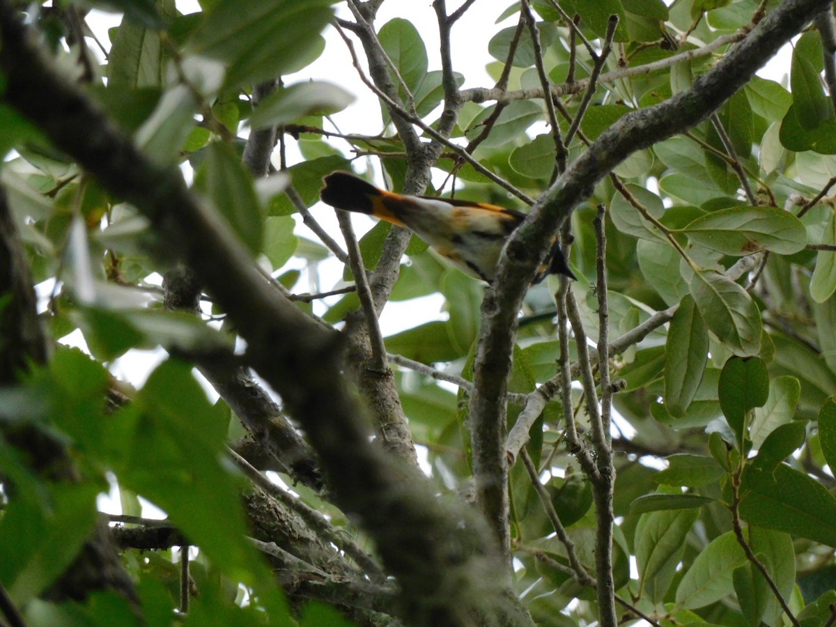 American Redstart - ML442216981