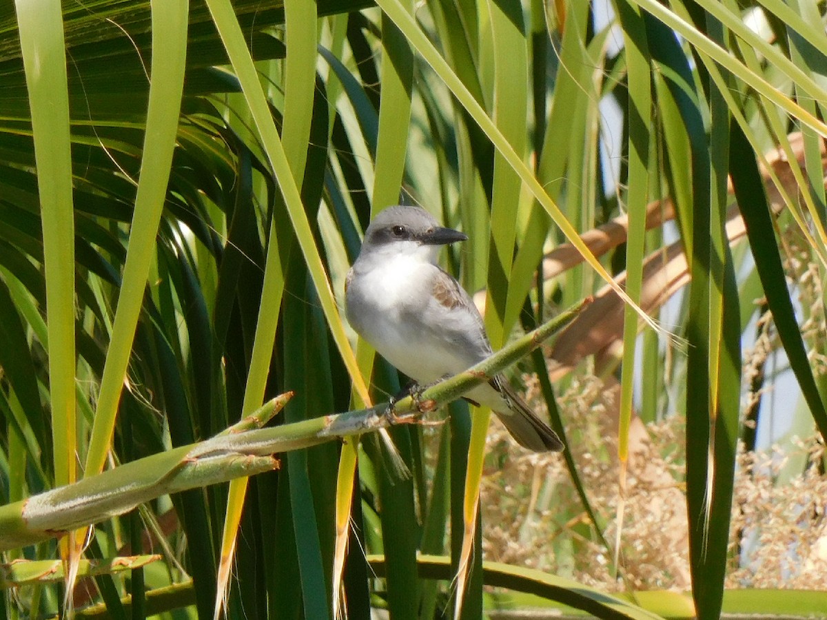 Gray Kingbird - ML442217141