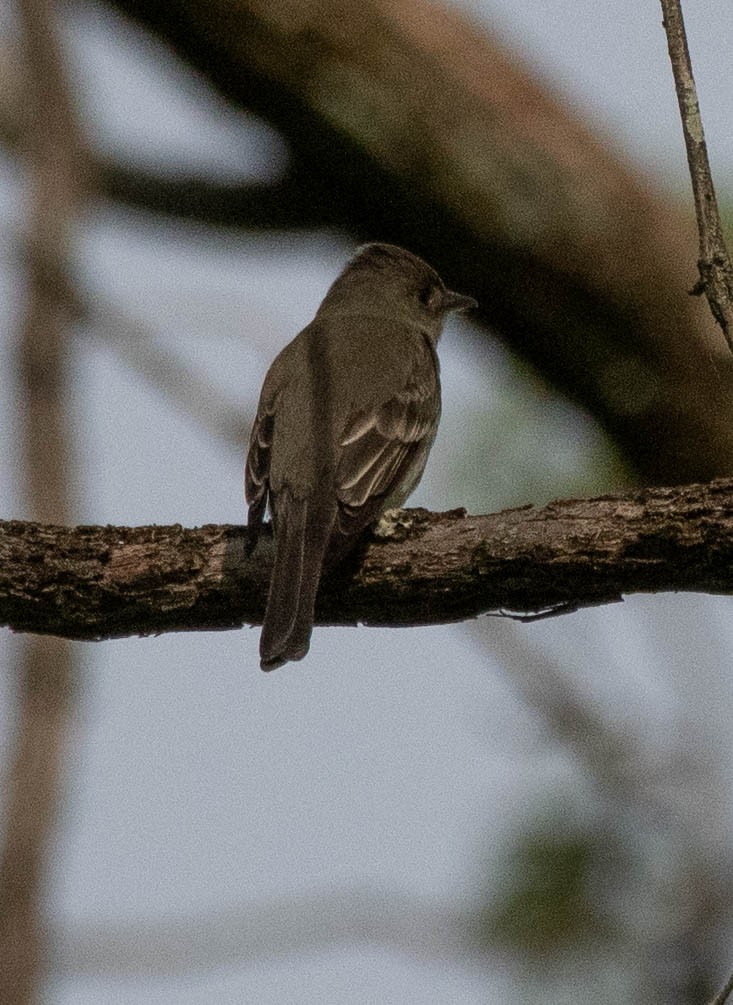 Eastern Wood-Pewee - ML442218091