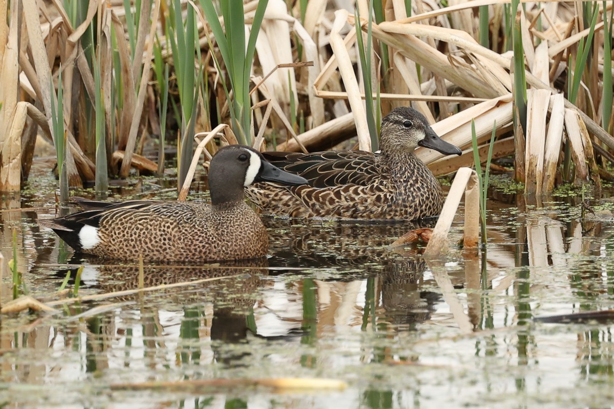 Blue-winged Teal - ML442218281