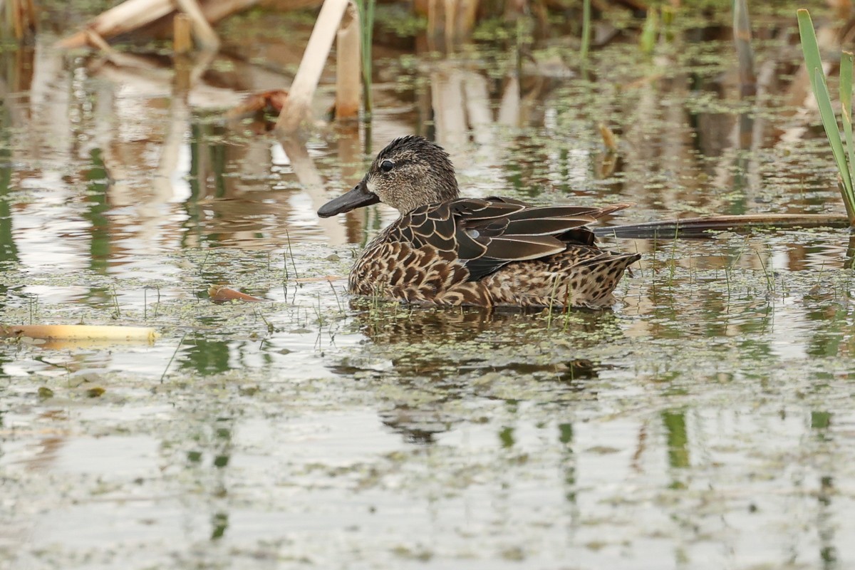 Blue-winged Teal - ML442218291