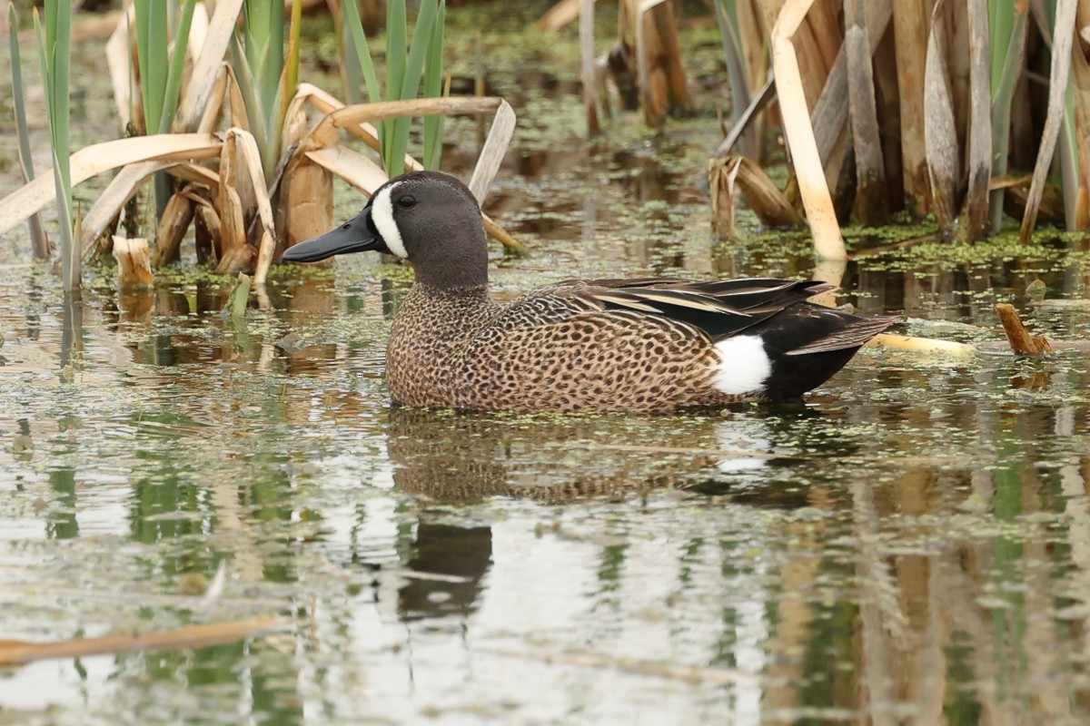 Blue-winged Teal - ML442218301