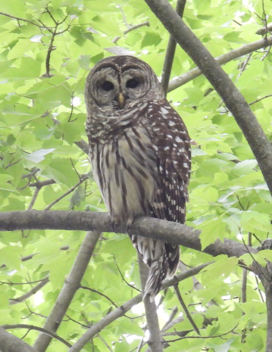Barred Owl - ML442219501