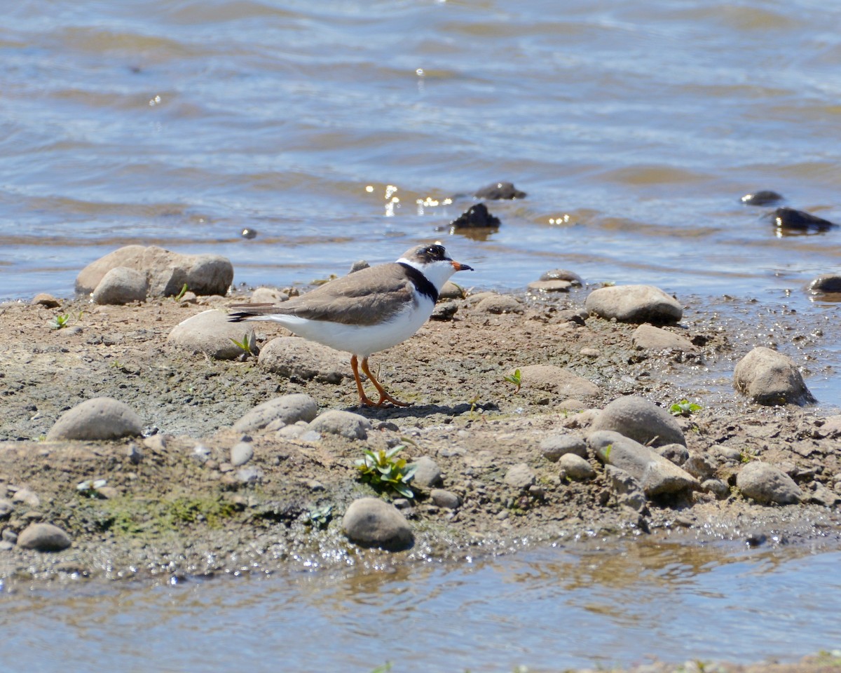 Semipalmated Plover - ML442219841