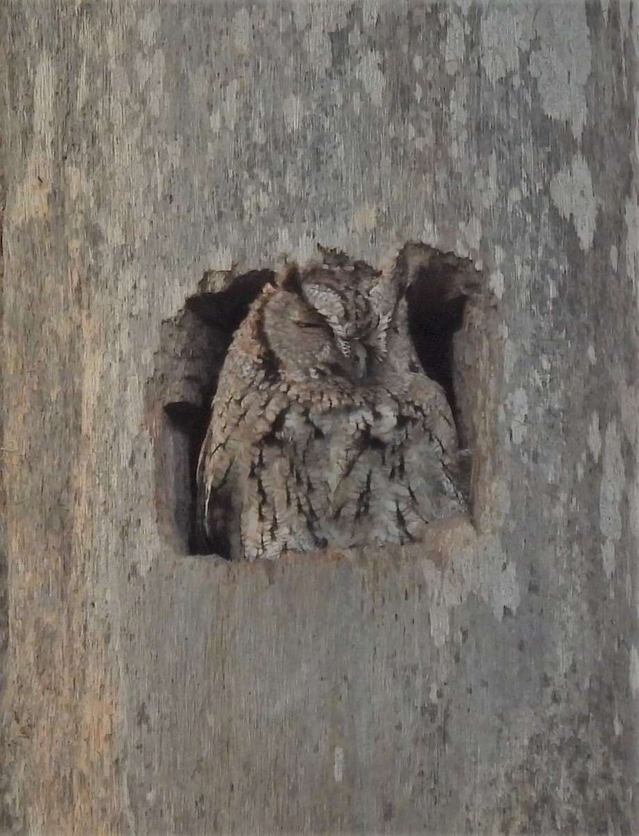 Eastern Screech-Owl - ML442221151