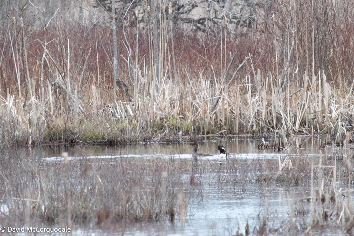 Hooded Merganser - David McCorquodale