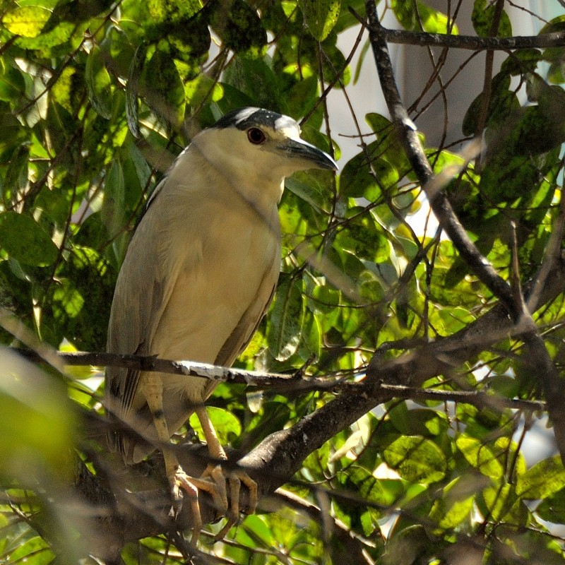 Black-crowned Night Heron - ML44222261