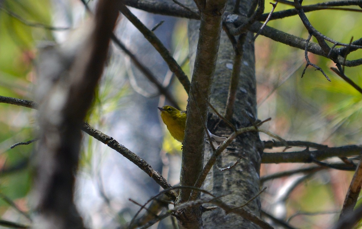 Pine Warbler - ML442222761
