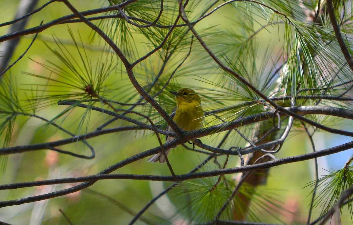 Pine Warbler - ML442222771
