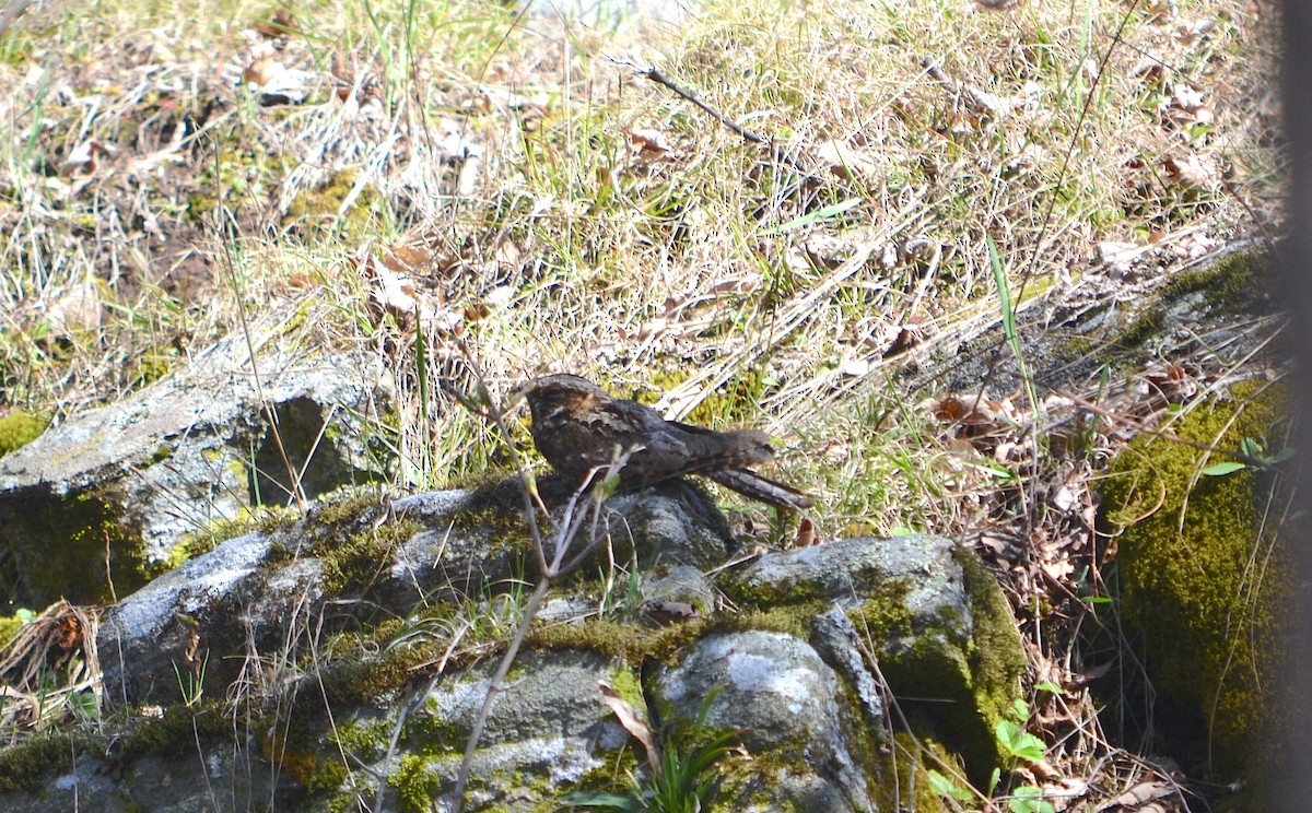 Eastern Whip-poor-will - ML442222961