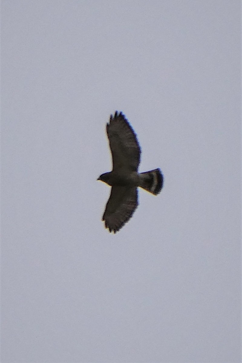 Broad-winged Hawk - ML442223411