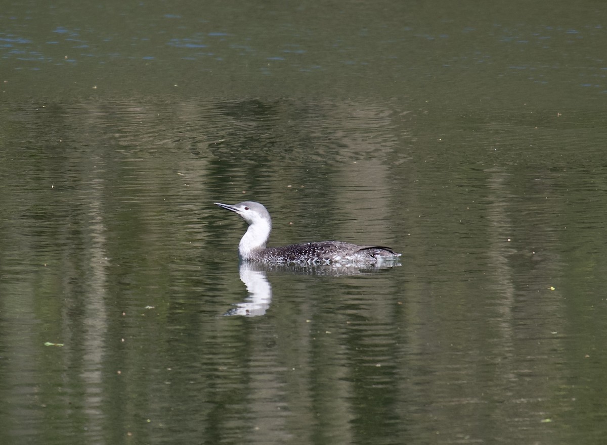 Red-throated Loon - ML442223551