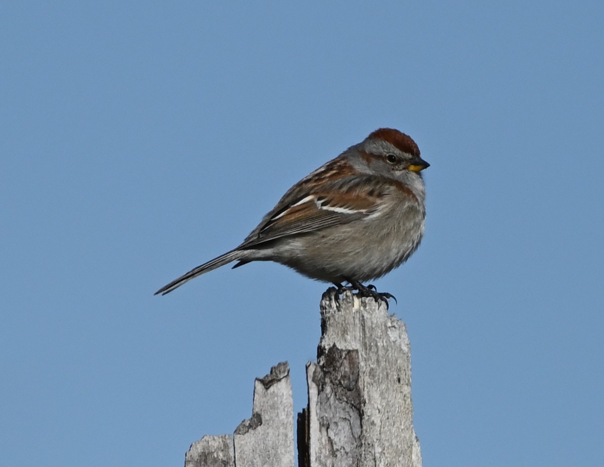 American Tree Sparrow - ML442224081