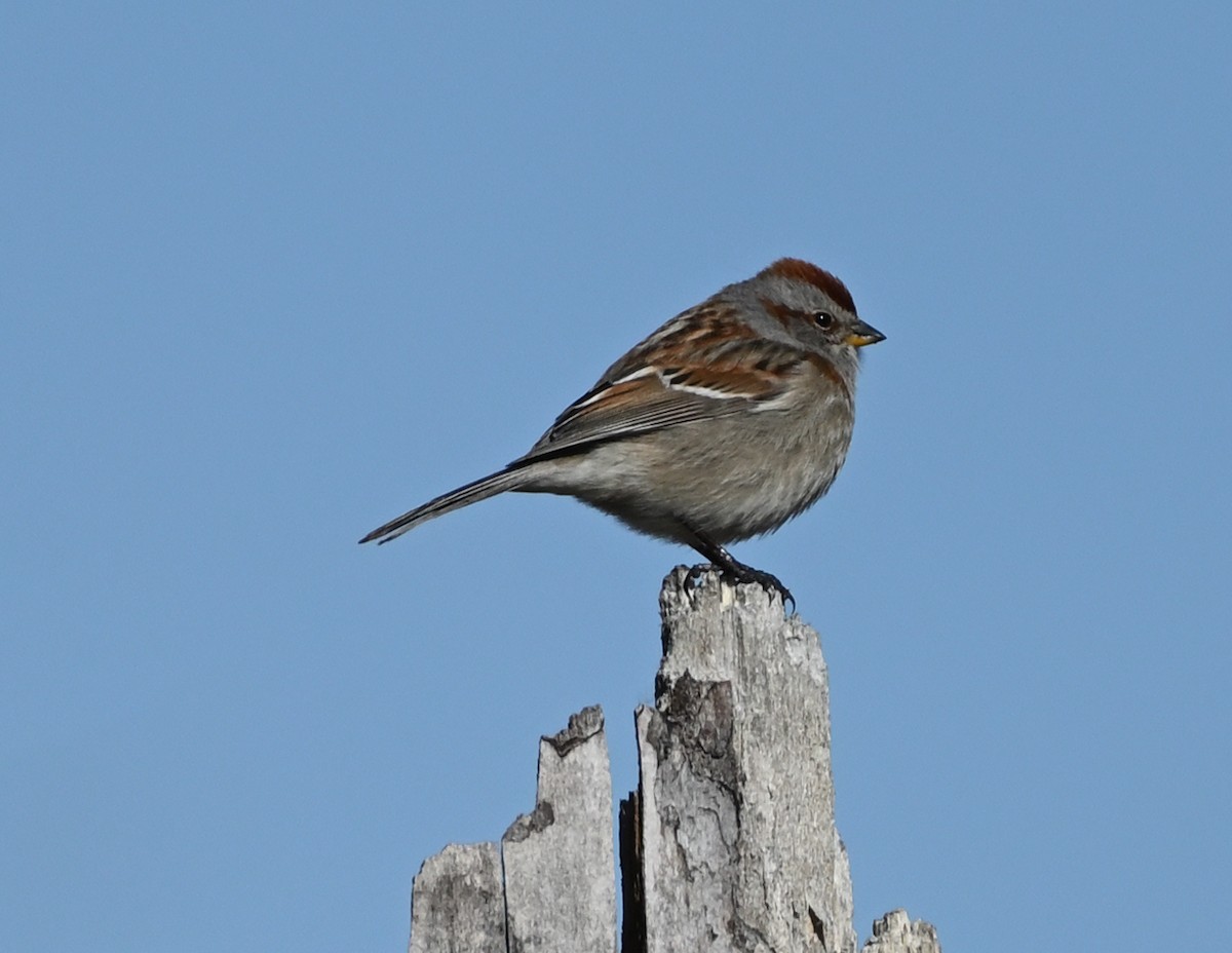 American Tree Sparrow - ML442224091