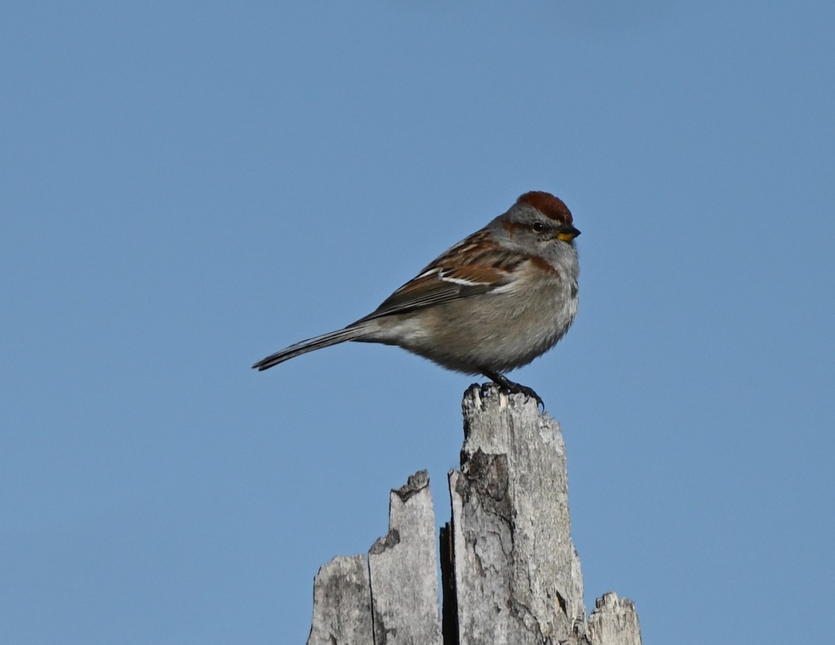 American Tree Sparrow - ML442224101