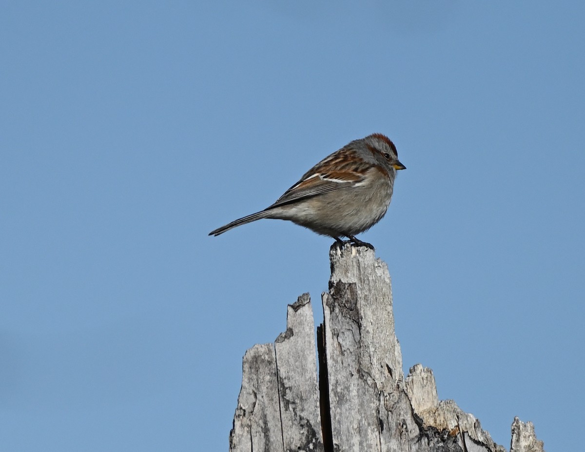 American Tree Sparrow - ML442224111