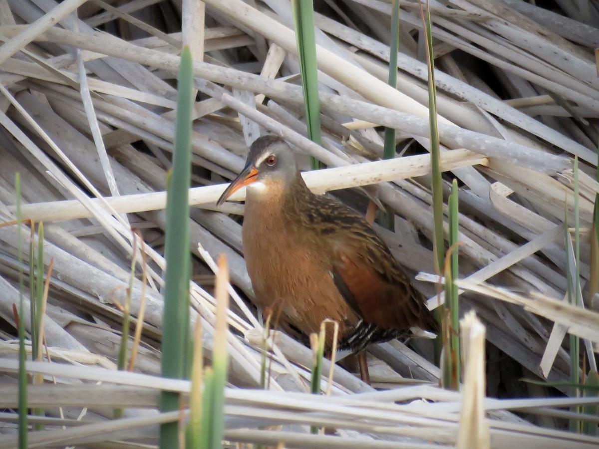 Virginia Rail - ML442225061