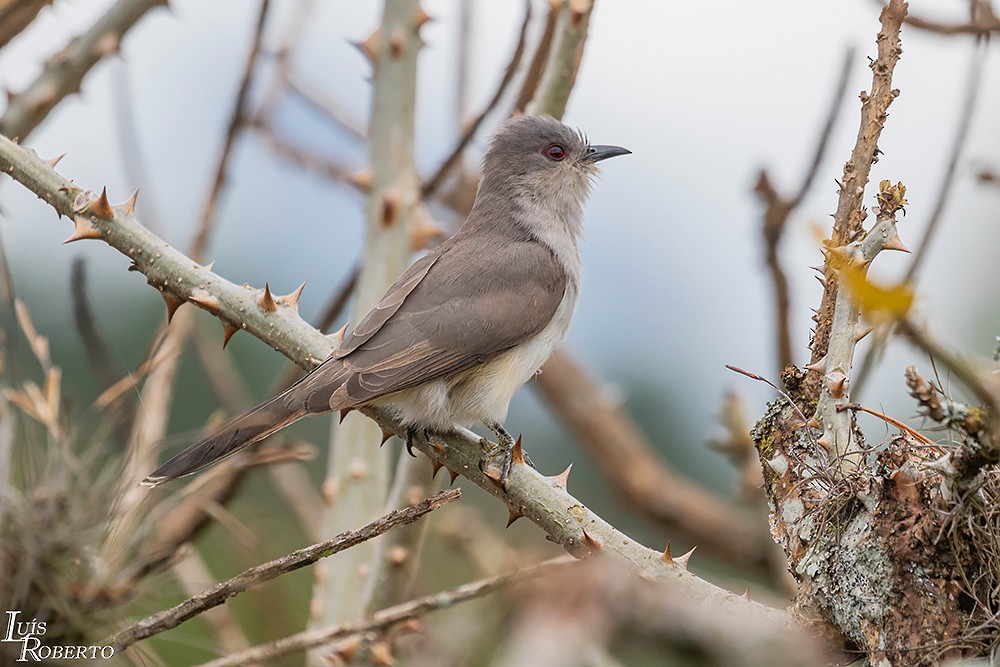 Ash-colored Cuckoo - ML442228291