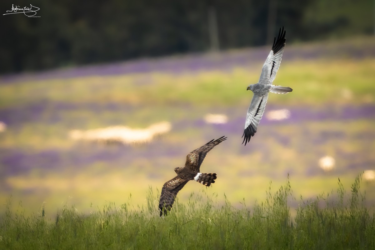 Montagu's Harrier - ML442228591