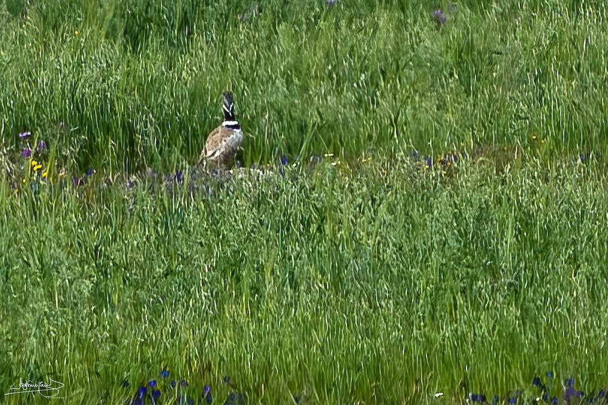 Little Bustard - ML442228611