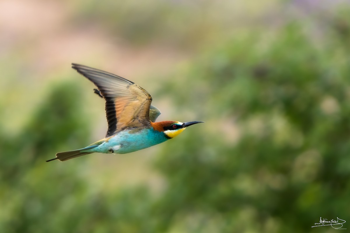 European Bee-eater - ML442228641