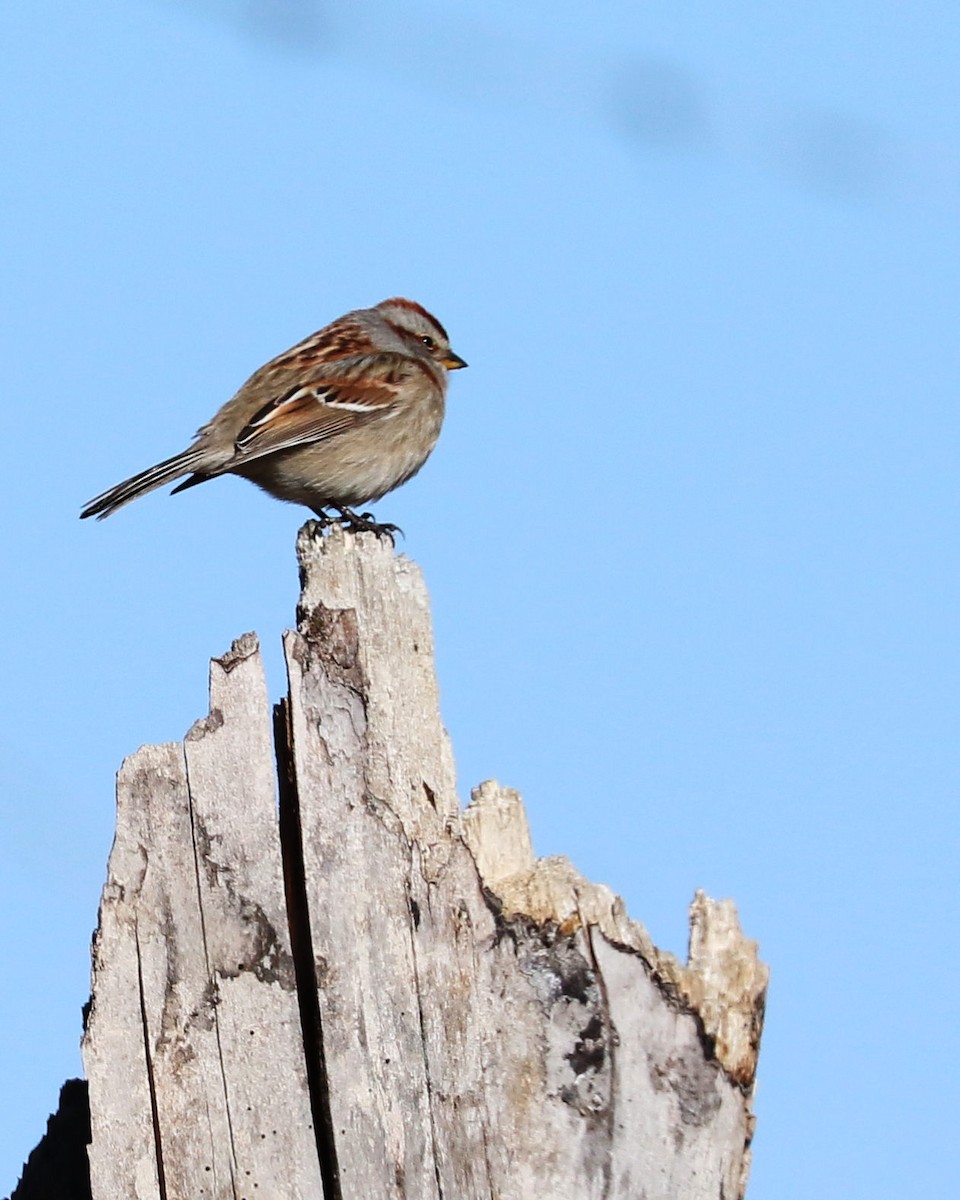 American Tree Sparrow - ML442228741