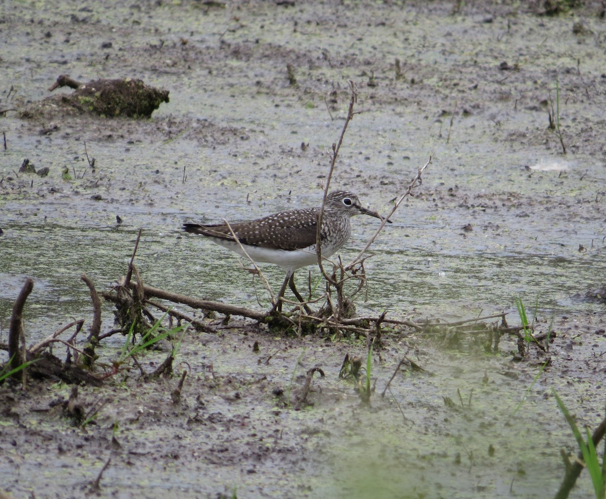 Solitary Sandpiper - ML442228771