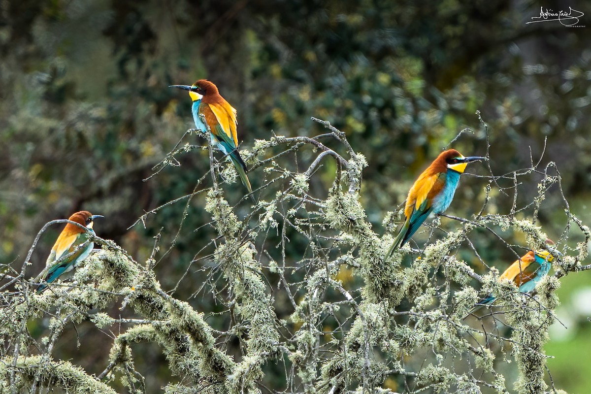 European Bee-eater - ML442228941