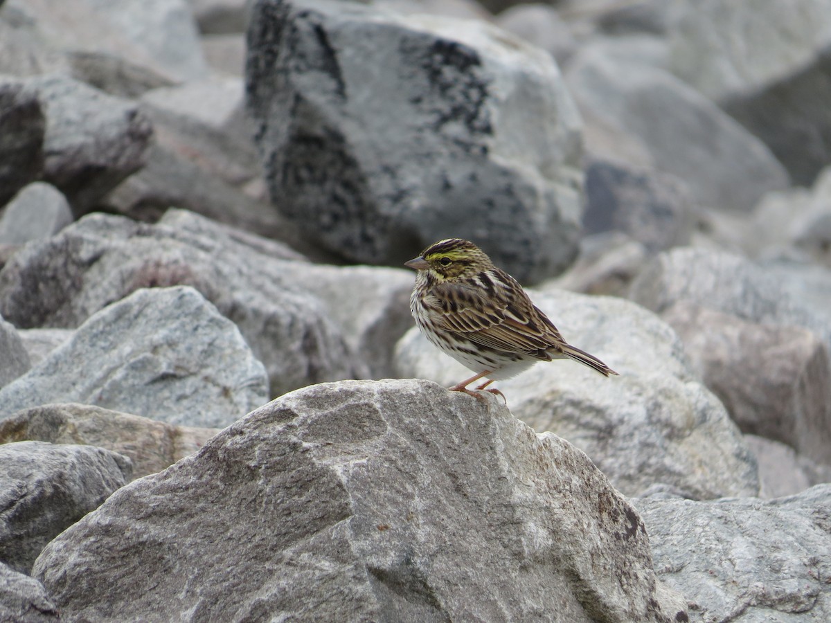 Savannah Sparrow - ML442228981