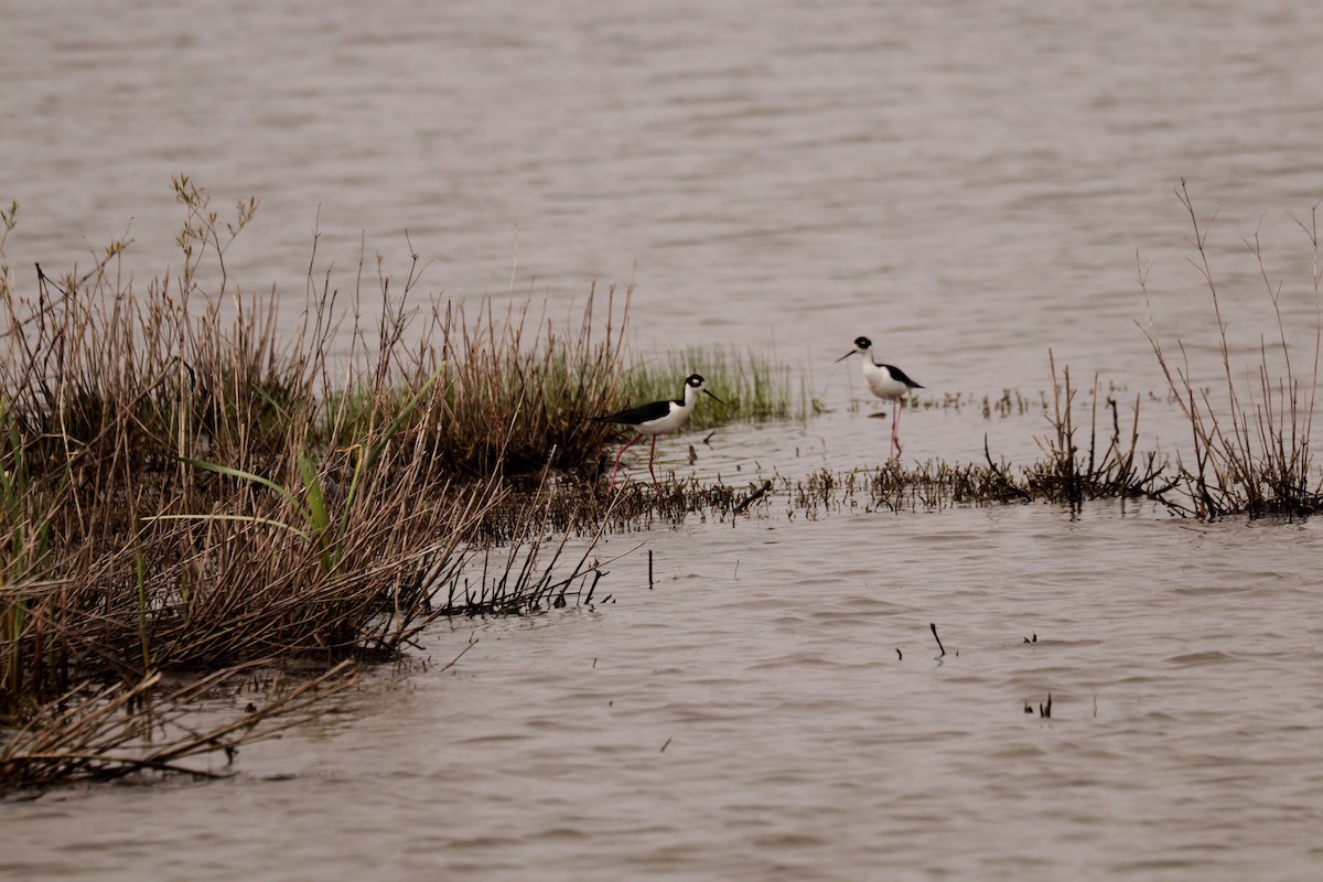 Black-necked Stilt - ML442229131